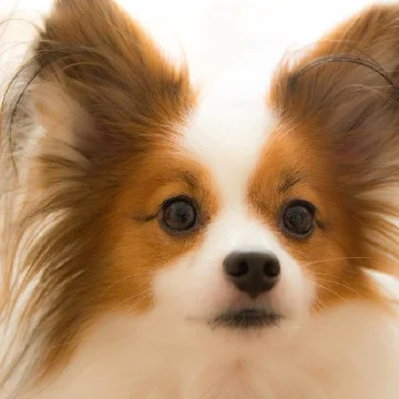 パピヨンの子犬一覧 | ペットショップ 犬の家&猫の里 | 子犬だけ